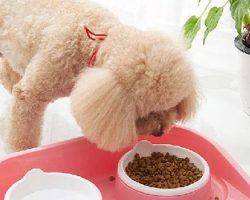 What Is The Best Food and Shampoo For Poodles (Poodle-toy)? in 2022