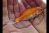 What Do Goldfish Eat? 15+ Foods Goldfish Feast On 2022