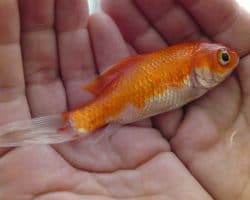 What Do Goldfish Eat? 15+ Foods Goldfish Feast On 2022