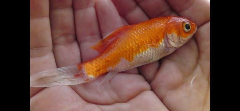 What Do Goldfish Eat? 15+ Foods Goldfish Feast On 2022