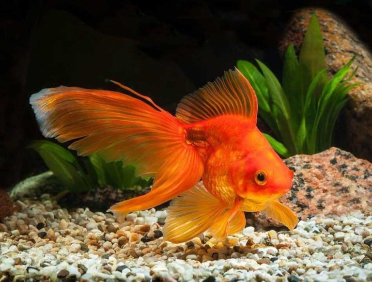 What Do Goldfish Eat? 15+ Foods Goldfish Feast On 2022 Pet Animal World